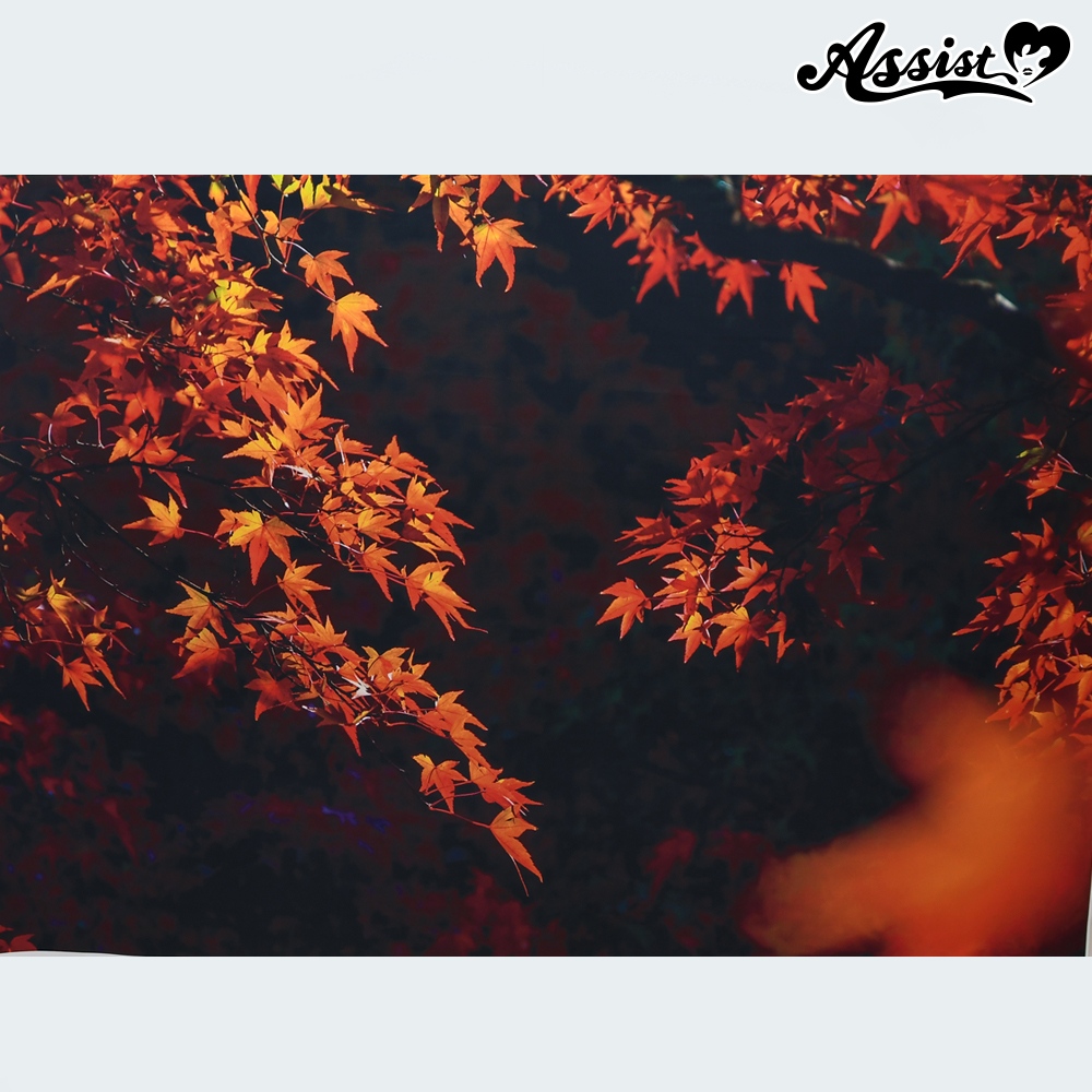 ★ Limited time sale ★ Background cloth Autumn leaves